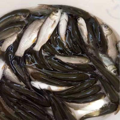 港興水產 專業提供鯇魚苗、泥鰍魚苗與羅非魚苗，兼營日用百貨銷售
