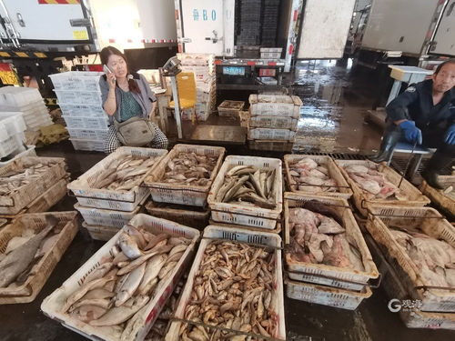 青島海鮮自由季 梭子蟹價格“跳水”，日用百貨銷售升溫